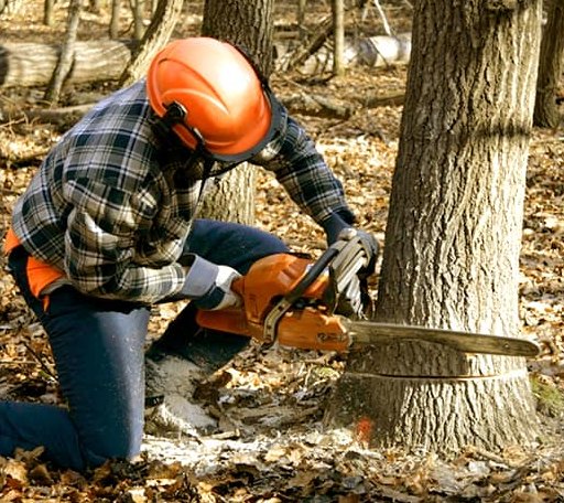 Tree Removal in Mathias, WV